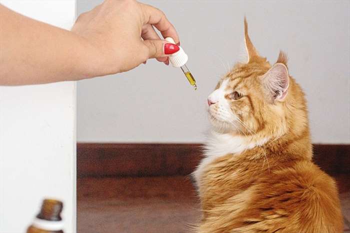 Quels sont les bienfaits des huiles de CBD pour les chats ?