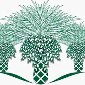 Pollen de palmier, un site e-commerce sur le bien-être